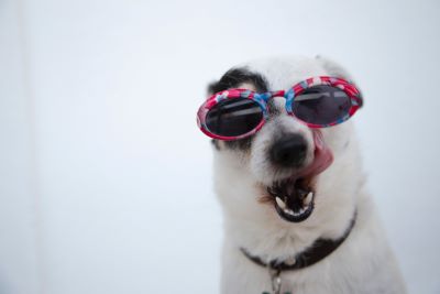 Dog as a distraction and challenge for home business