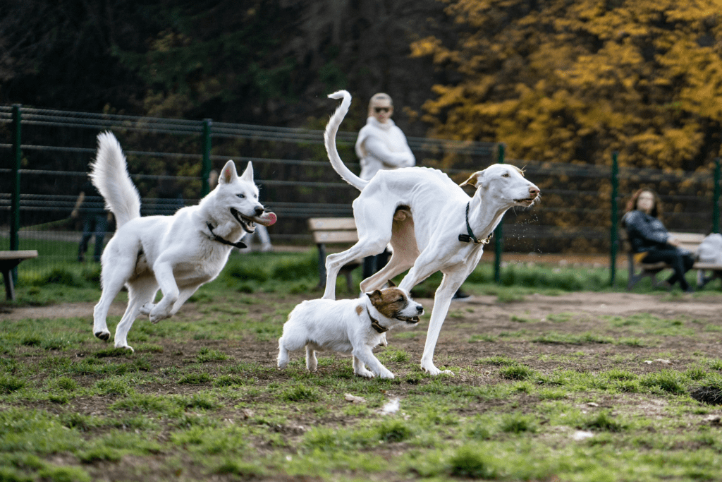 3 different dog breeds running in the park